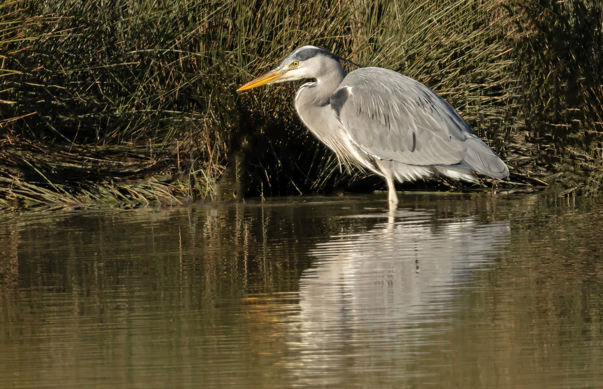 HC - Heron on the lookout -Val Johnston